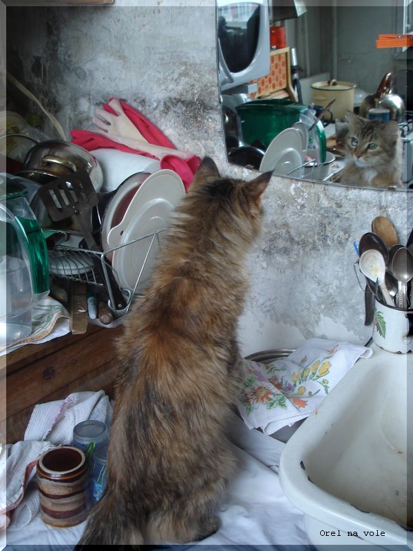 Прикольные коты на среду! ОЧЕНЬ МНОГО!