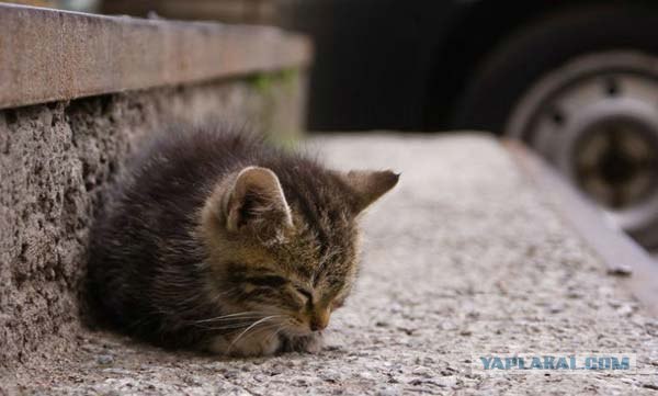 Котовторник  на  ЯПлакалъ
