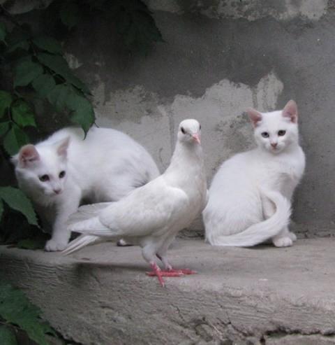 Белая компания