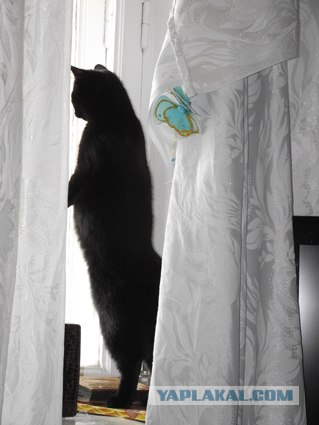 Десантный котовторник