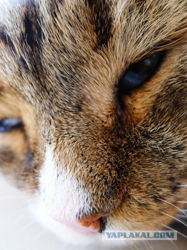Котовторник 06.09.11