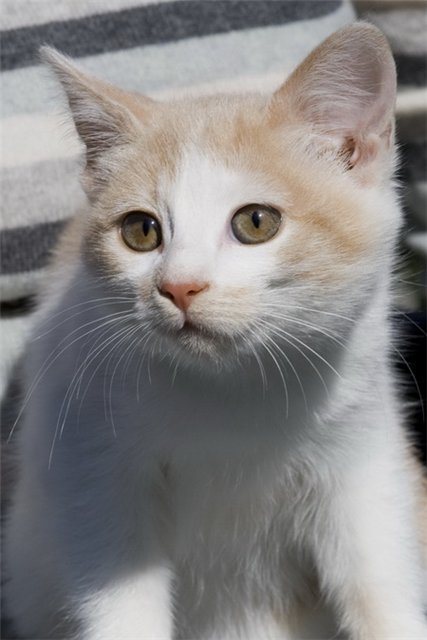 Профессиональный котовторник