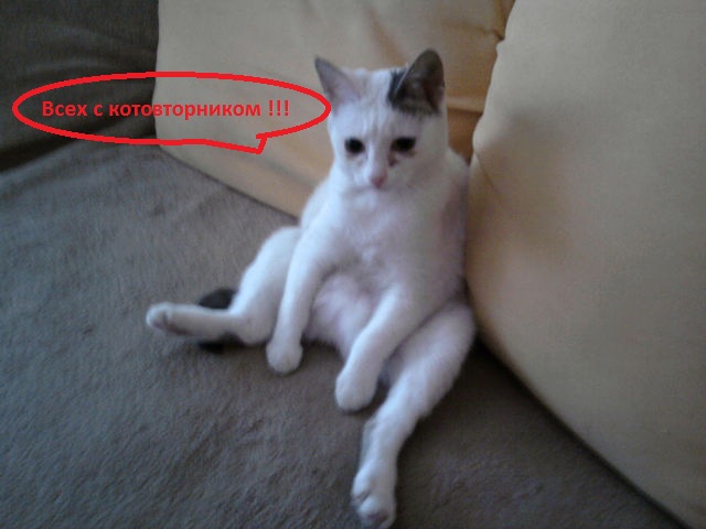 Котовторник (14.02.2012)