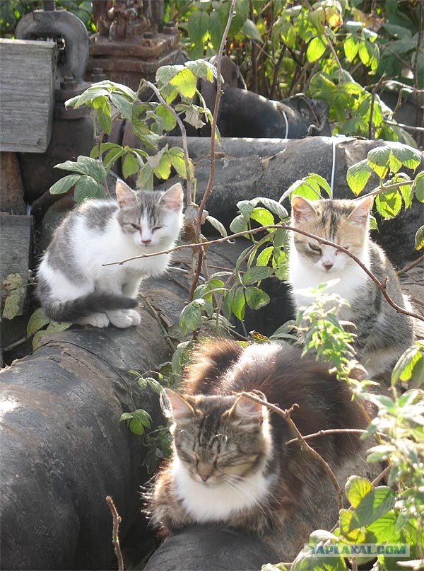 Котовторник 22.05.2012