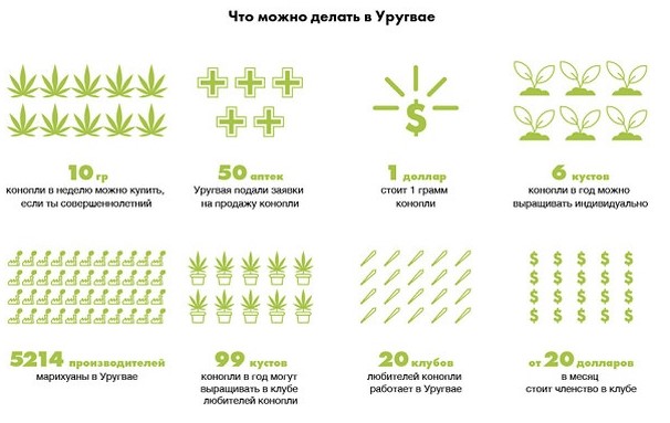 К чему привёл легалайз в Уругвае: Про бабулю и марихуану