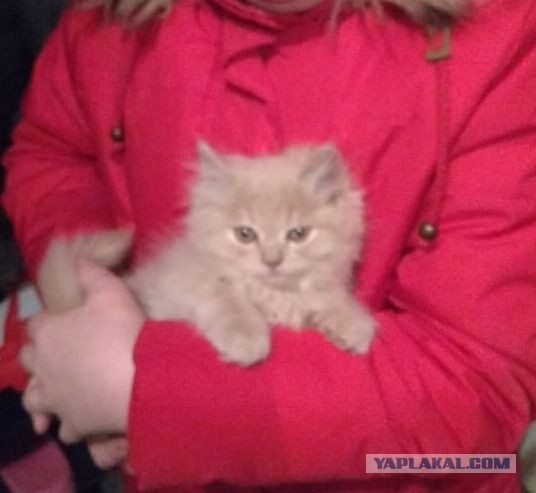 Питомцы по паспорту и в жизни