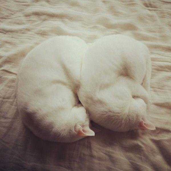 Забавные картинки с котами из сети
