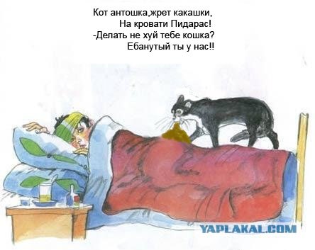 Кот, Антошка и порошок