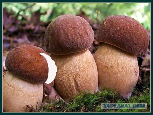 Розовые сапожки