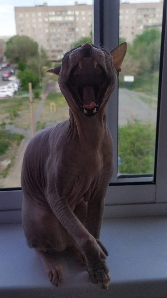 К Котовторнику