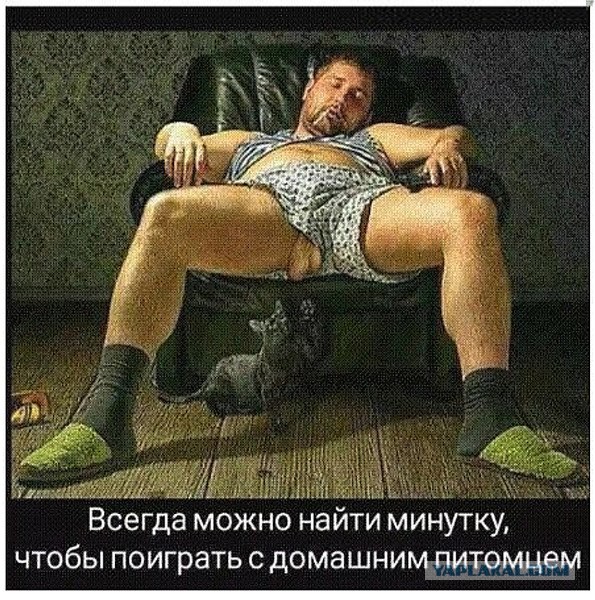 Кошачий махач