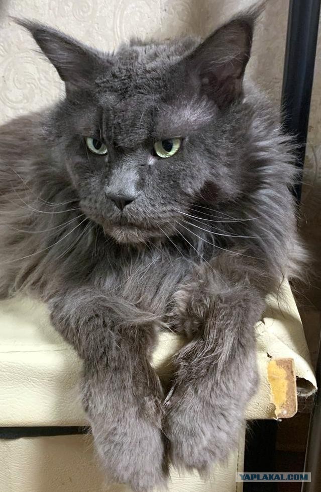 Котэ Веник в котовторник