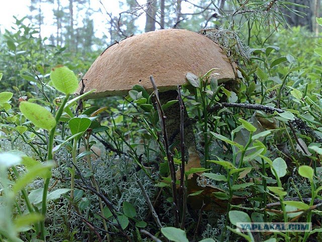 Моя Карелия