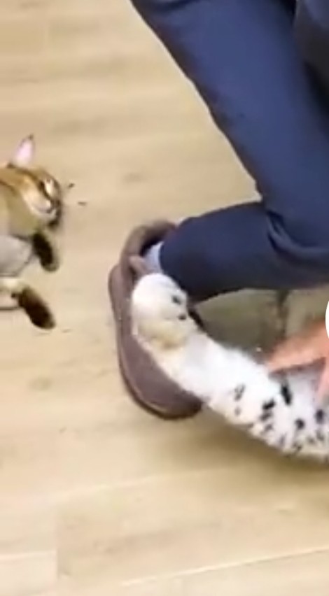 Котейка