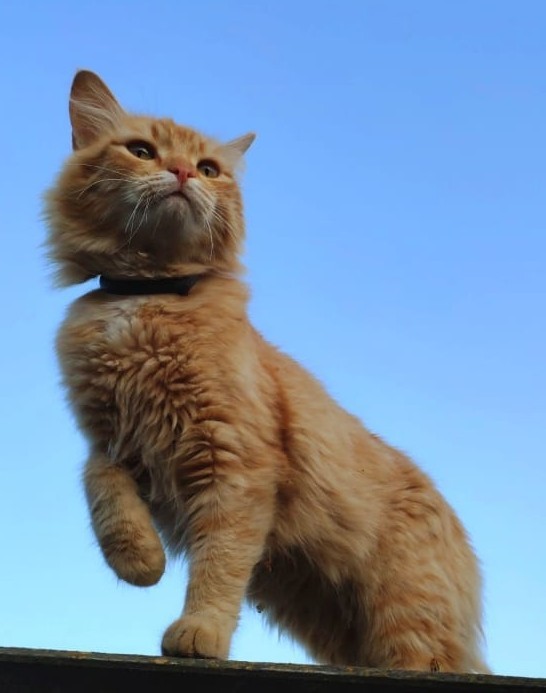 Знакомьтесь, это мурзик.
