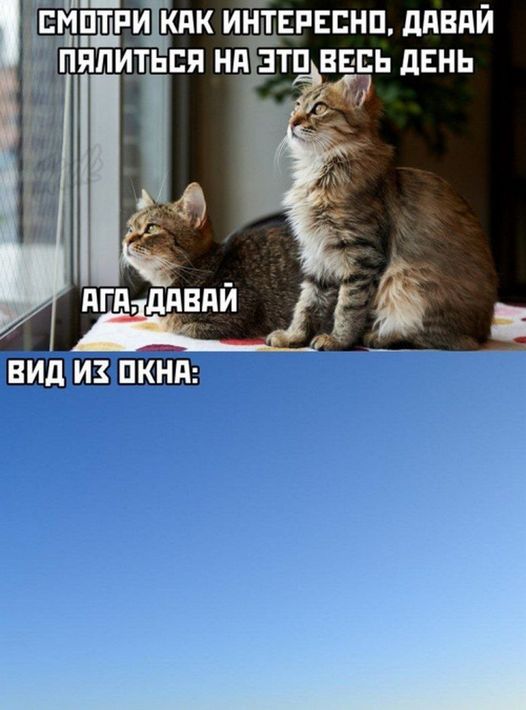 К котовторнику: подборка картинок-баянов с котиками и про котиков. Выпуск 5