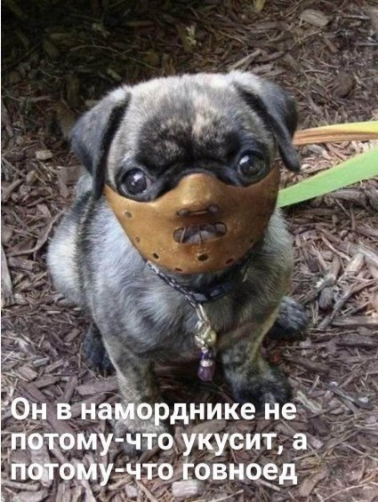 Этих мелких вообще в клетках надо по городу возить