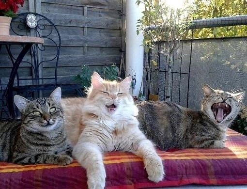 Подборка картинок-баянов с котиками и про котиков. Выпуск 40