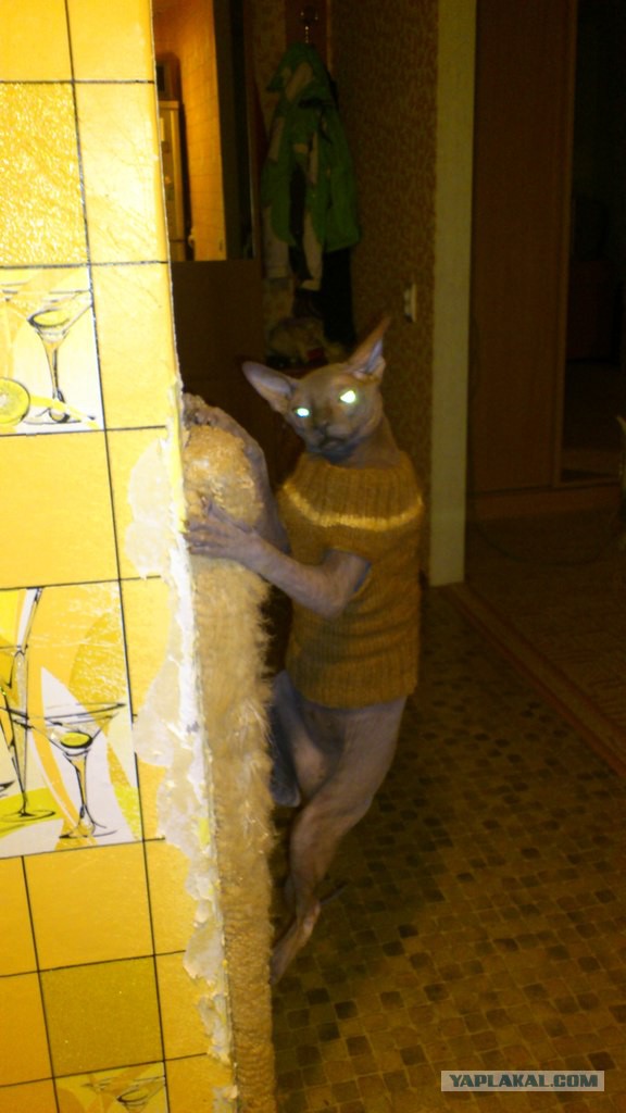 Котовторник  05.11.2013