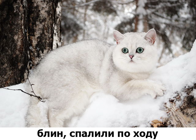 Котоподборка