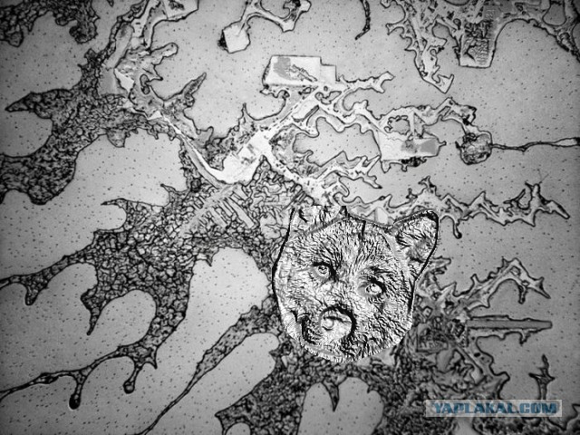 Структура человеческих слёз под  микроскопом