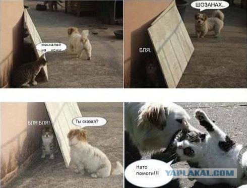 Всё таки предательство было.