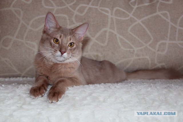 Котенок абиссина