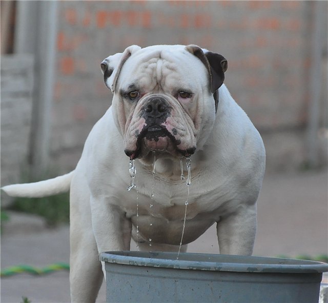 Если бы собаки умели писать СМС