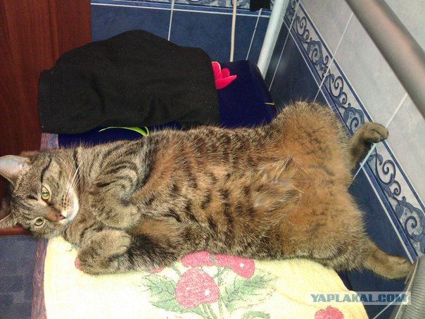 100 самых ценных снимков котов