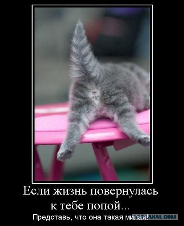 Известные котомемы.