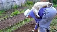 Американцы о дачах россиян!