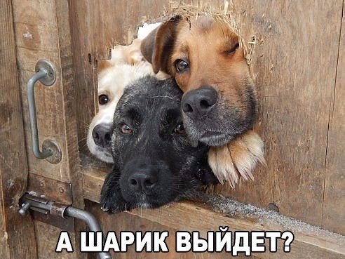 Прикольные картинки