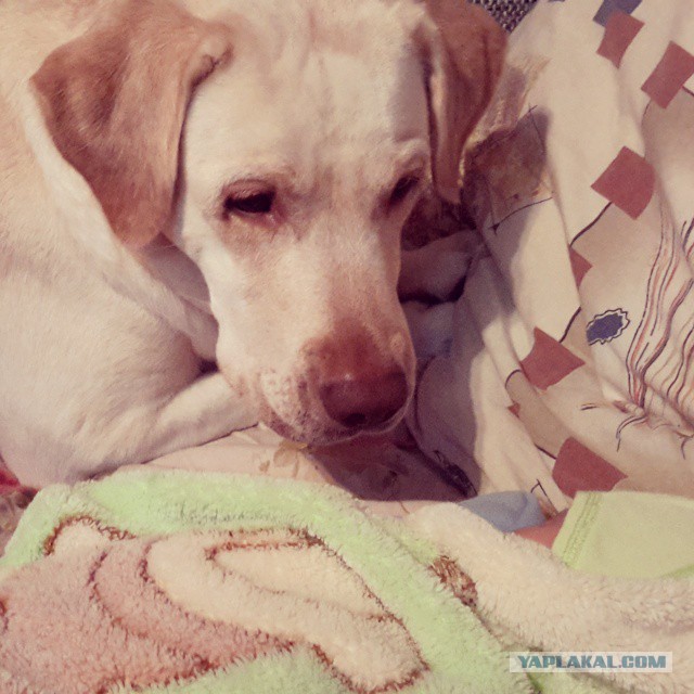 Собакочетверг же, ау!