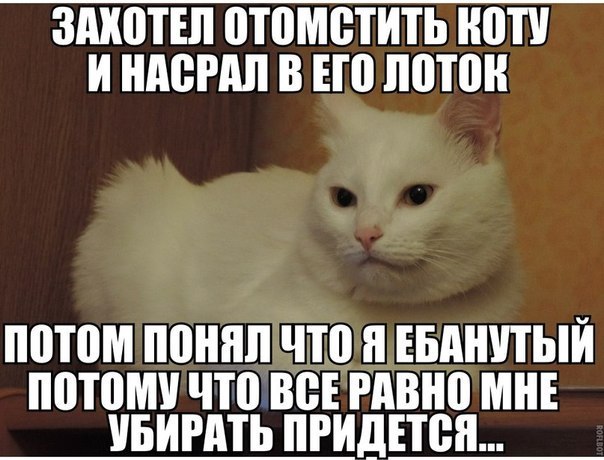 Картинки и демотиваторы