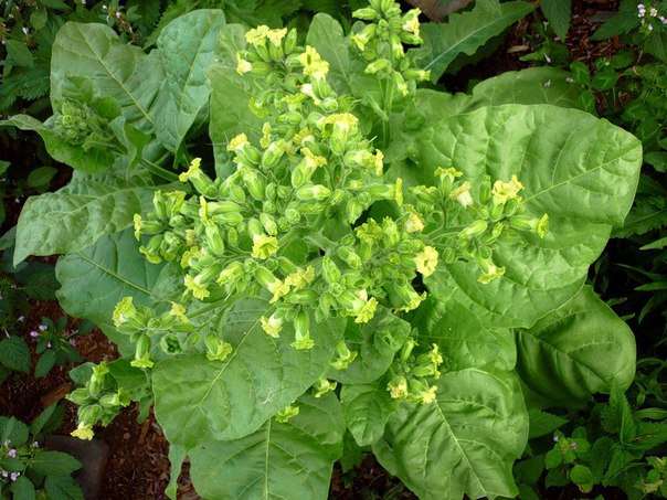 В Госдуме хотят поднять цены на сигареты до 178 рублей за пачку