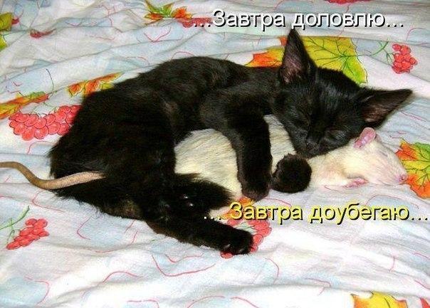Мохнатые беспредельщики