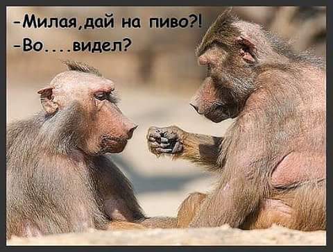 Весёлые картинки