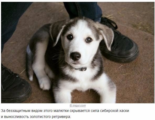 Мохнатые беспредельщики