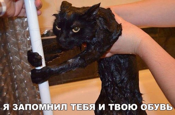 Прикольные животные