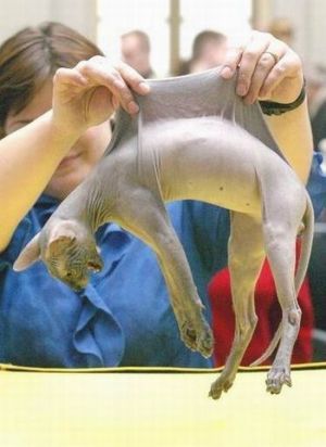 Невероятная кошка Алиса с шерсткой цвета мрамора