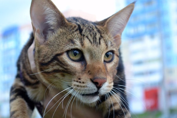 Коты из сети