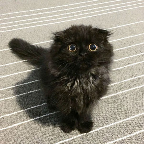 Коты и Кошки