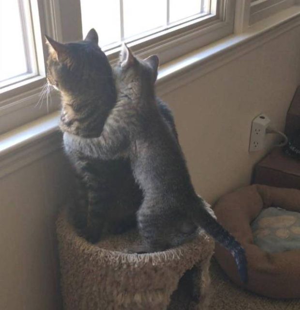 Коты и Кошки