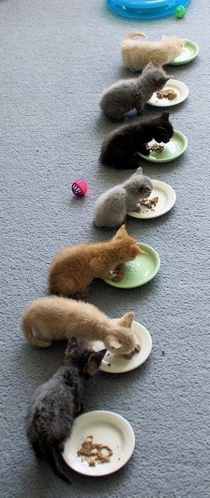 Коты и Кошки