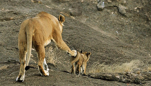 Про идею, двух сыновей, жену, котэ... и не только