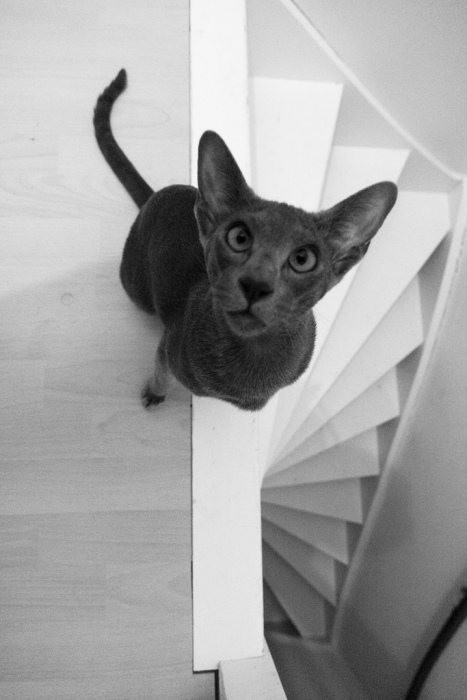 Котовторник ужасов (36 фот)