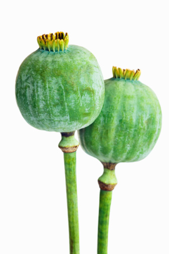 Венцеслав набирает воду в чайник