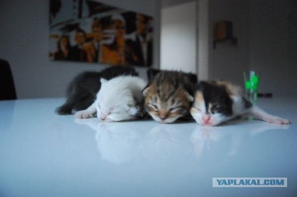 Коты Босфора