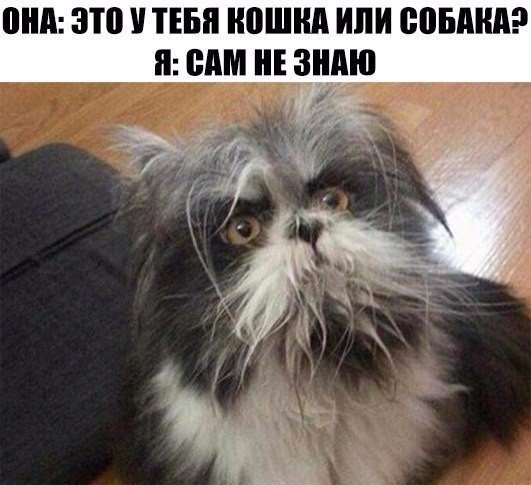 Немного милоты