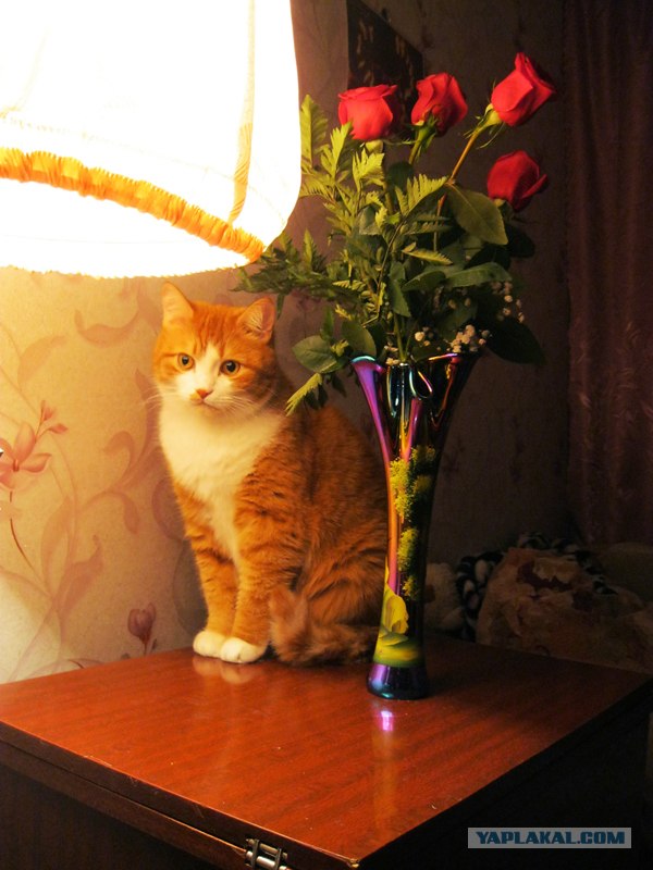 Котовторник! 13.03.2012
